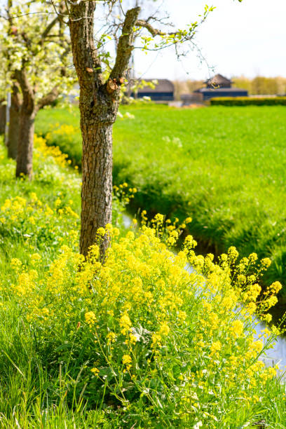 Wildflowers next to a creek during springtime in the Dutch Betuwe area during a beautiful spring day.