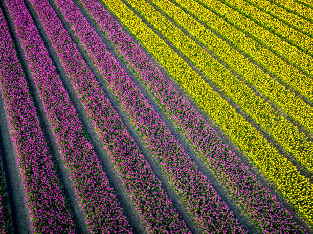 istock Tulips growing in agricutlural fields during springtime seen from above 2025006711