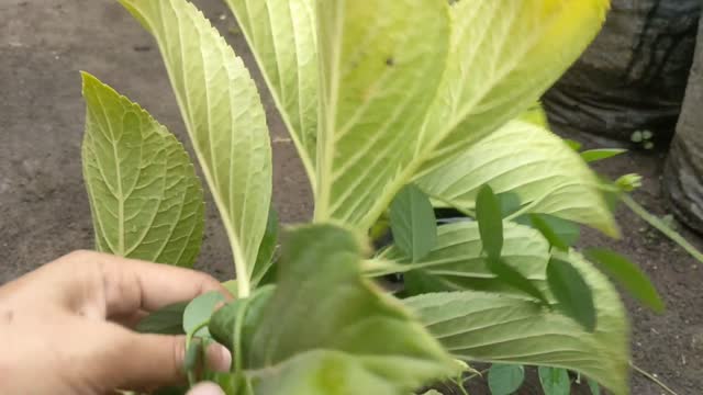 Cultivation of hydrangea flower plants from cuttings