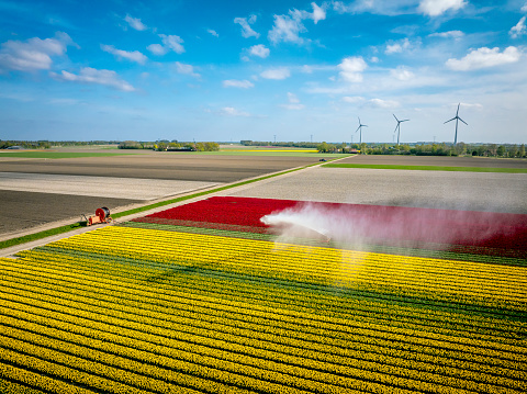 Tulips growing in an agricultural field in rows with an agricultural irrigation sprinkler gun spraying water over the flowers in Flevoland, The Netherlands, during springtime seen from above during a beautiful spring afternoon. Flowers are one of the main export products in the Netherlands and especially tulips and tulip bulbs.