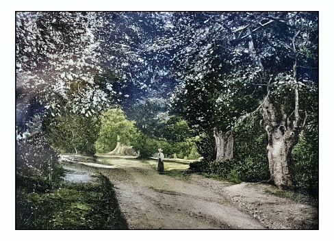 Antique London's photographs: Burnham Beeches