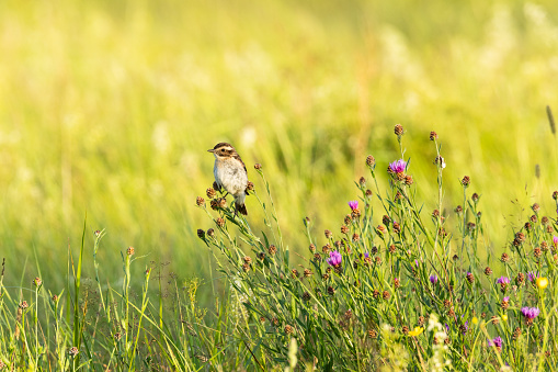 Whinchat perched on a plant during a summer evening in Estonia, Northern Europe