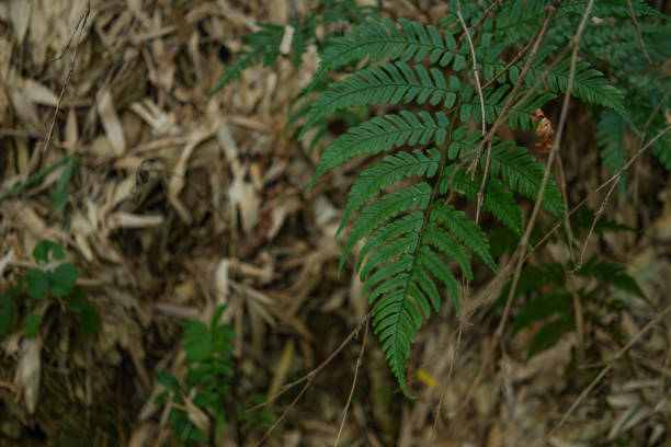 Fern Green leaves background,bamboo forest