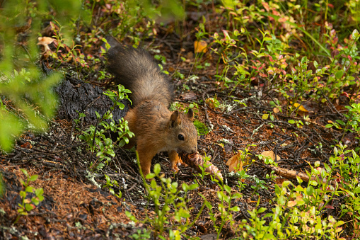 A small Red squirrel finds a Spruce cone on a forest floor on an autumn day near Kuusamo, Northern Finland