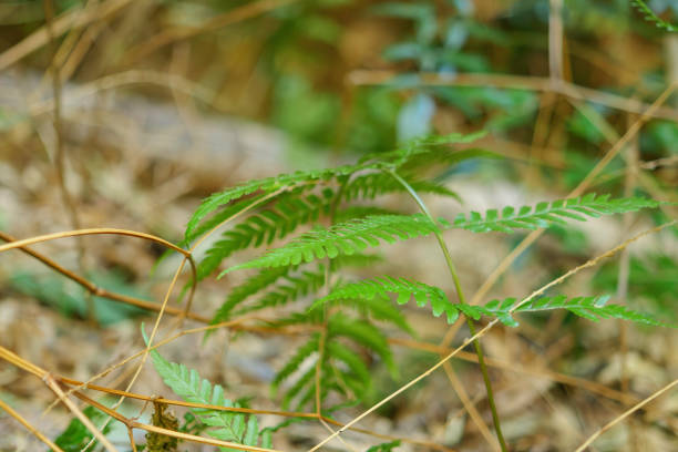 istock Fern Green leaves background,bamboo forest 2025018156