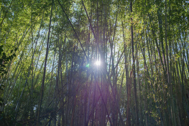 istock Lush, sunlight bamboo forest in Kyoto 2025021898