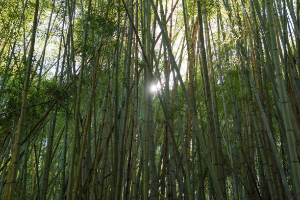 istock Lush, sunlight bamboo forest in Kyoto 2025022991