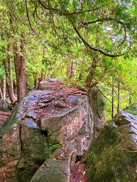 istock Old rocks and trees  in the forest. 2025024571