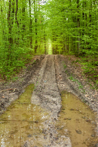 Puddles on dirt road in the forest, spring day