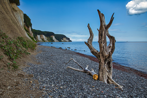 Beach with chalk cliffs, pebbles and driftwood and tree stumps. On Rügen, in the Jasmund National Park