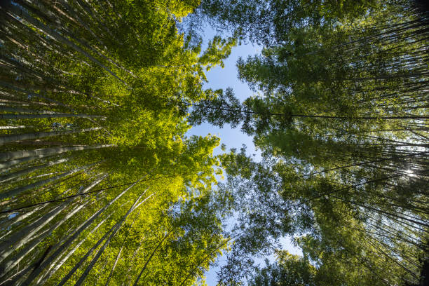 istock Green bamboo forest with sunrays and blue sky 2025030022