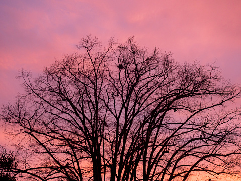 Tree branches at sunset