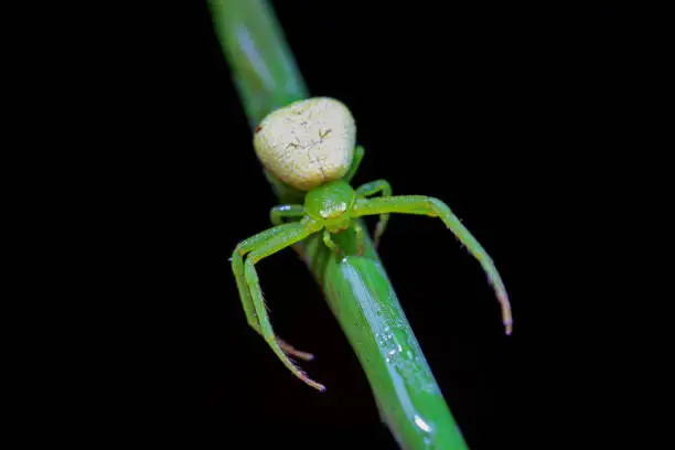 Photo of Spiders in the wild, North China