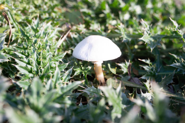 White Leucoagaricus leucothites mushroom in grass in autumn