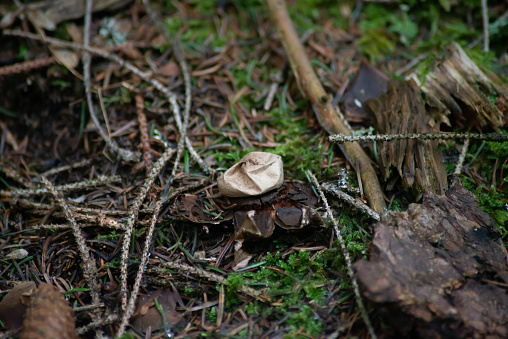 Geastrum saccatum mushroom on forest ground in winter