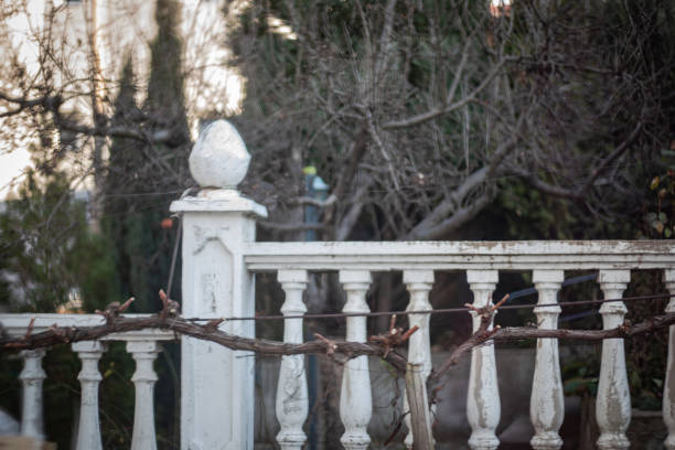 Appearance of pruned vines