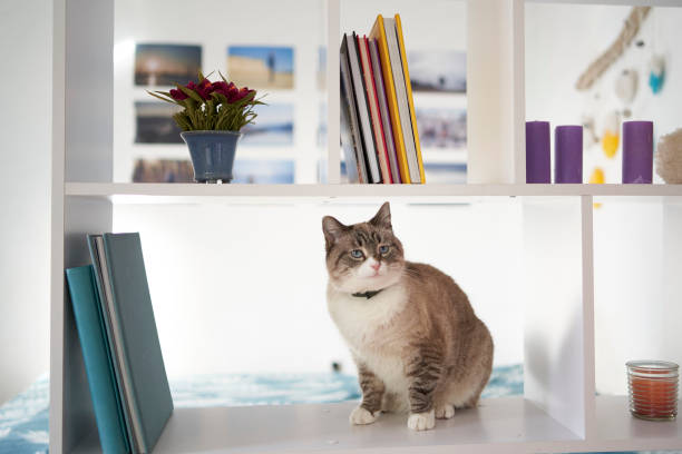 Siamese/Thai cat sits on a white shelf divides the room into two parts, separating the work area from the bed