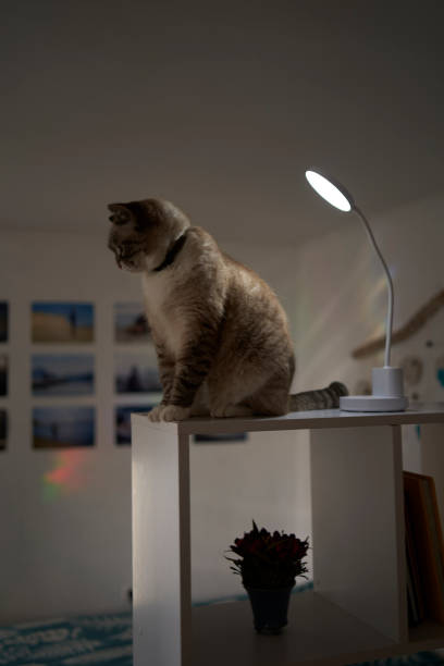 istock Siamese/Thai cat warms under a USB lamp on the shelf zoning the room 2025051117