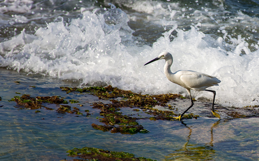 White bird on the shores of the Indian Ocean on the island of Sri Lanka.