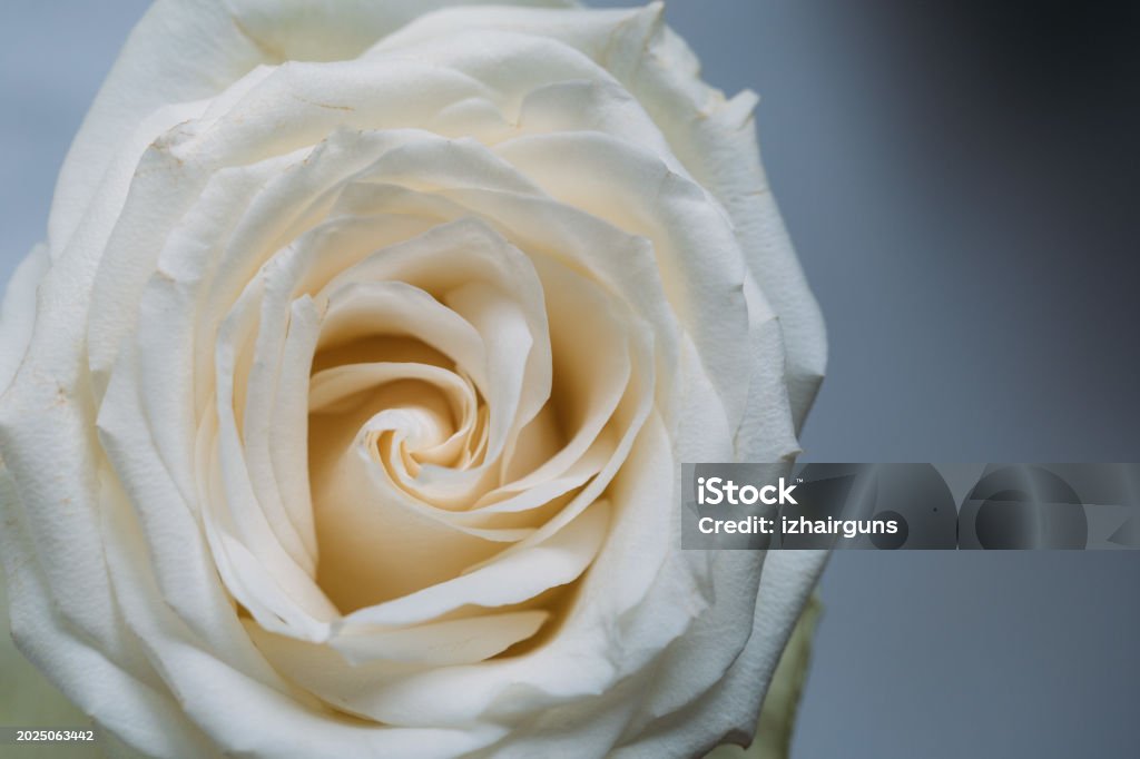 Countdown Rose A Closeup Of A Single White Rose Macro Stock Photo - Download Image Now ...