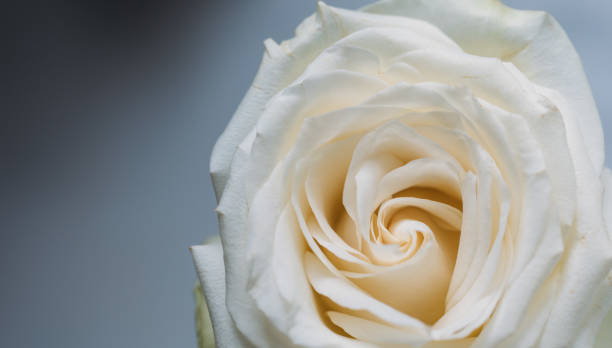 Free Stock Photo of Close Up View of a White Rose | Download Free ...