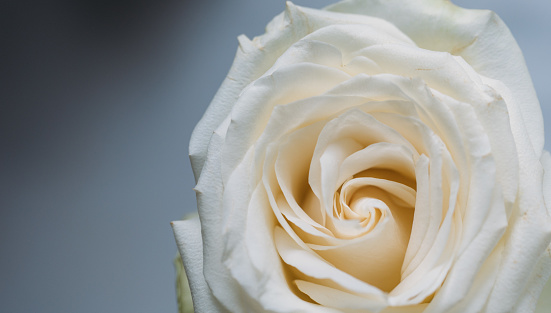 A close-up of a single white rose. macro