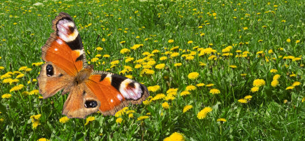 Image of a beautiful butterfly and flowers on a colorful background