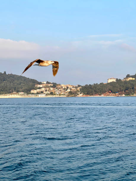 istock Seagull flying near the Princes' Islands at sunset, Turkey 2025071955