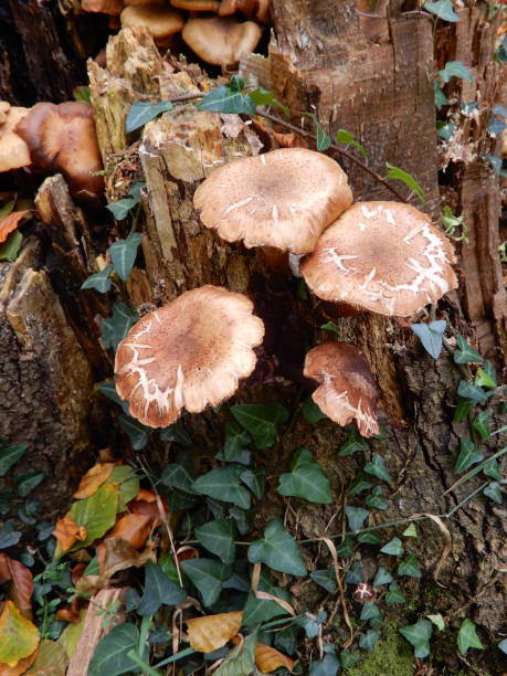 istock Mushrooms and mushrooms in nature 2025073605