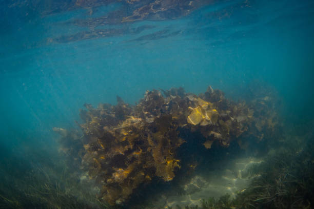 istock Beautiful kelp seaweed 2025079482