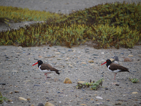 Two birds (Haematopus ostralegus) on the Pacific ocean beach in Chile.