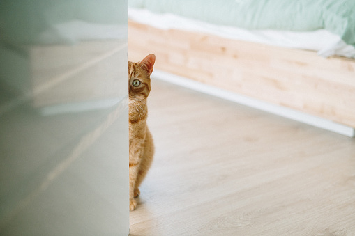 Half of a ginger cat hiding behind a door
