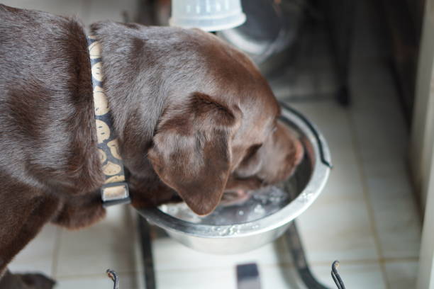 istock Chocolate Labrador, Male. Drink water 2025090514