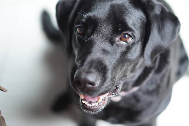 istock Happy black lab dog looking up 2025093263