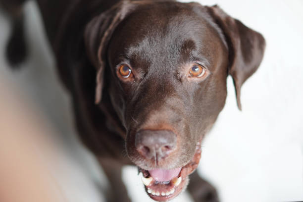 istock Happy chocolate labrador dog looking up 2025093272