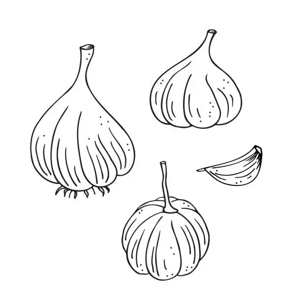Vector illustration of Garlic plant ink sketch hand drawn vector illustration on isolated background.  Drawn background set of garlic spices herbs, vegetable harvest, organic food, ingredient for logo, label, icon, paper