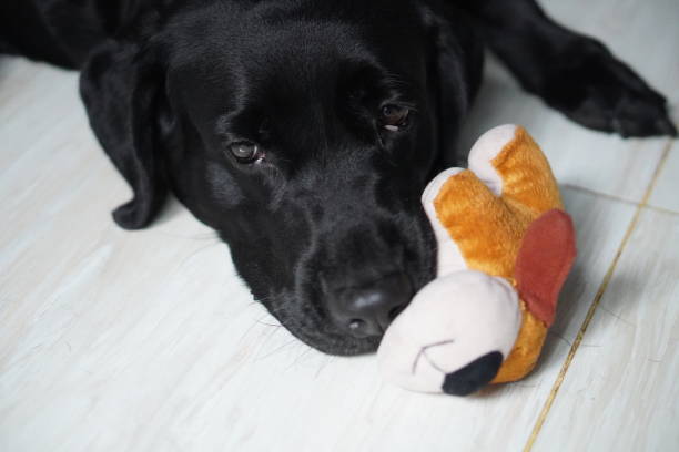 istock Happy black lab dog looking away 2025095977