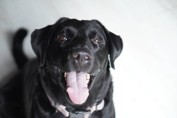 istock Close-up of black labrador retriever relaxing 2025095981