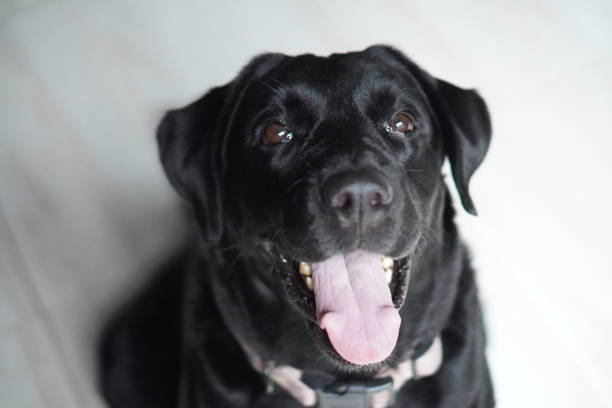 istock Close-up of black labrador retriever relaxing 2025095986