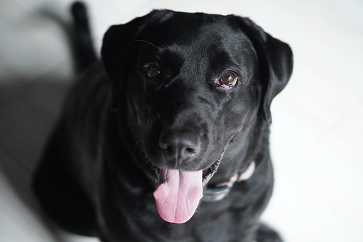 Happy black lab dog looking up
