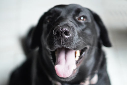 Happy black lab dog looking away