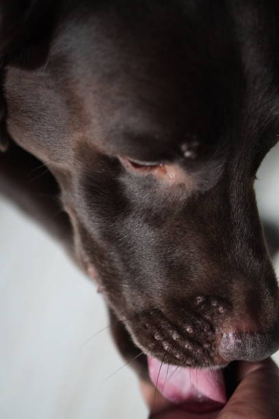 istock Happy chocolate lab dog with enthusiastic expression 2025098776