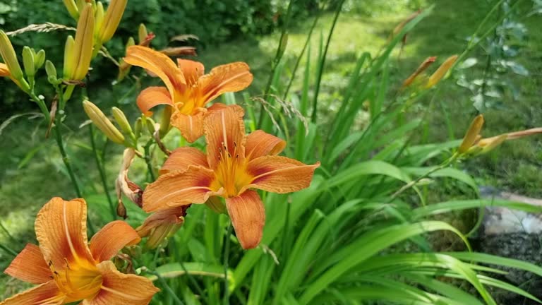 Blooming beautiful orange lilies in the garden on a summer day.