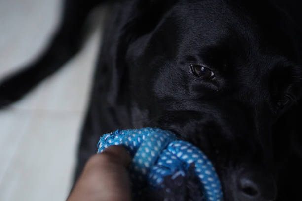 istock Happy black labrador dog with enthusiastic expression bit toys 2025103574