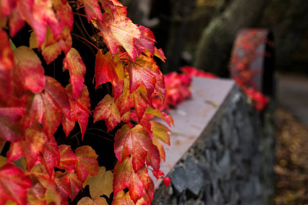 intensely colored autumn leaves. Shades of red, yellow, orange. Climbing leaves on a wal