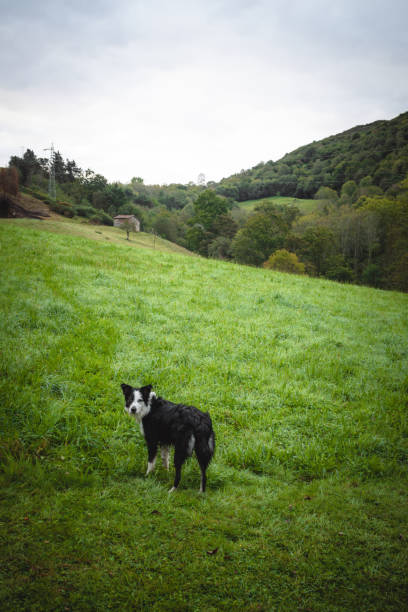 istock Border collie looking at the camera in a green field 2025127711