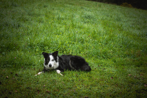 Border collie lying in a field with green grass