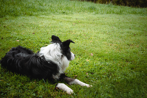 A Border Collie dog looking towards the green field