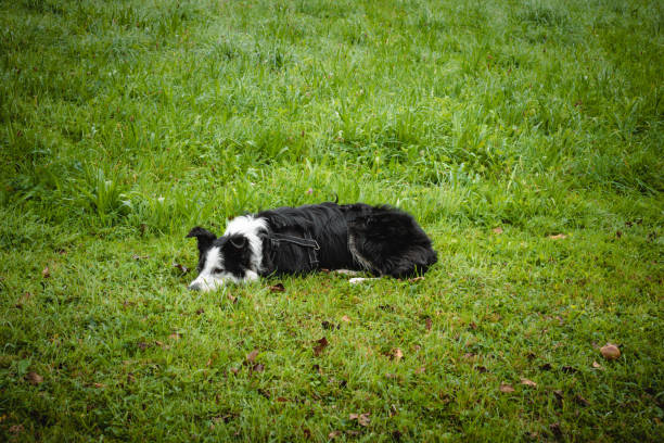 Border collie lying on green grass