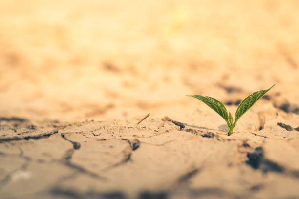 istock Growth of trees in drought crisis, Living with tree drought. 2025139529